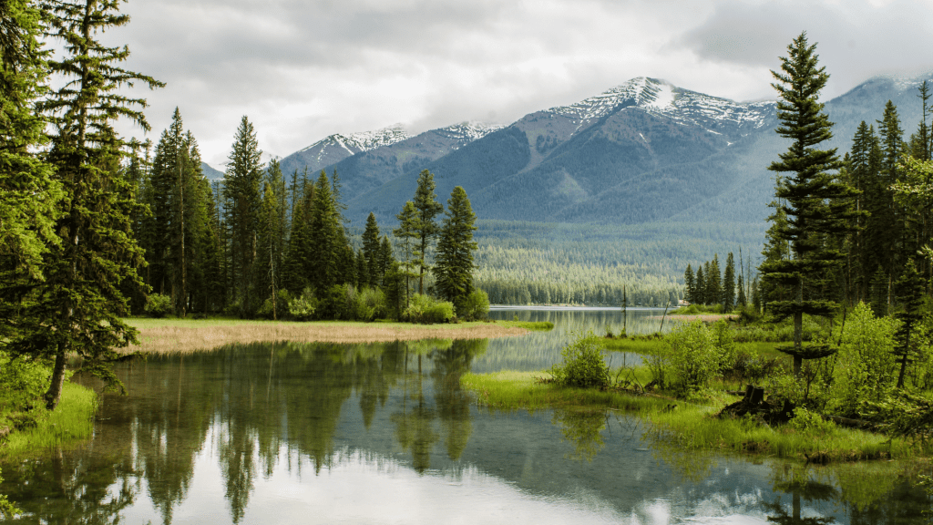 trees and mountains in nature